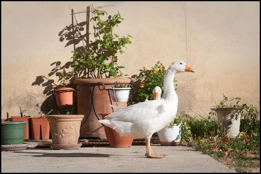 Bed and Breakfast La Fontaine Simiane-la-Rotonde Esterno foto